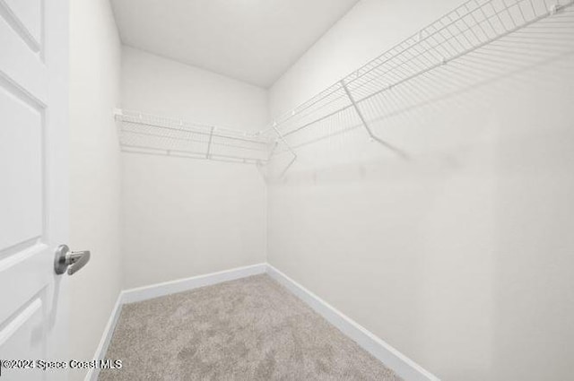 spacious closet featuring carpet floors