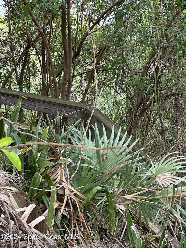 view of local wilderness