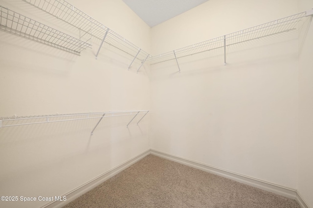 walk in closet with carpet flooring