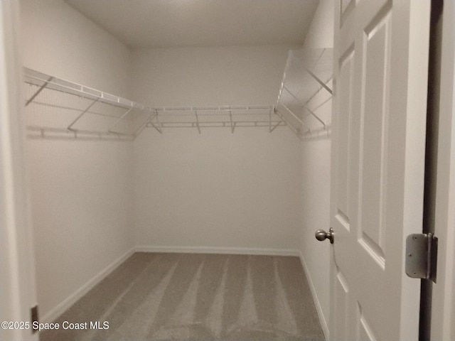 spacious closet featuring carpet flooring