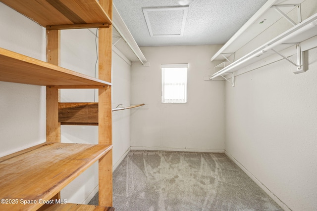 walk in closet featuring light colored carpet