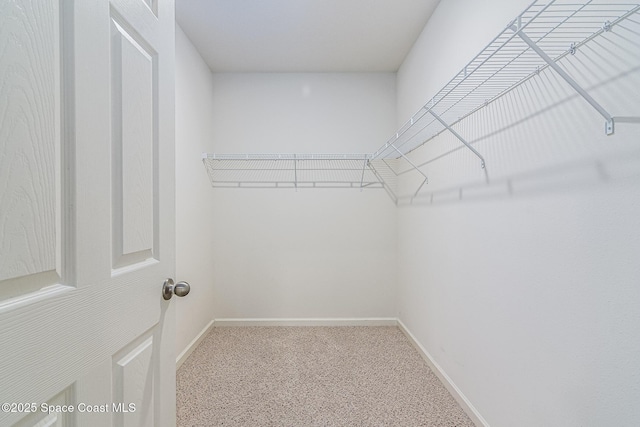 spacious closet featuring carpet flooring