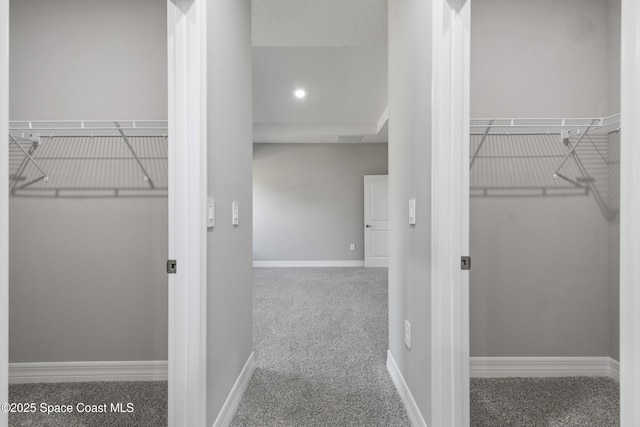 walk in closet with carpet flooring