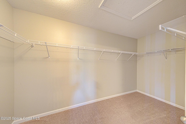 walk in closet with attic access and carpet flooring