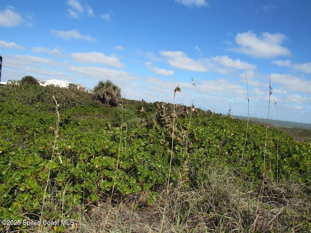 view of local wilderness