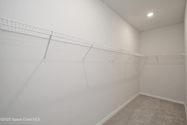 spacious closet featuring carpet flooring