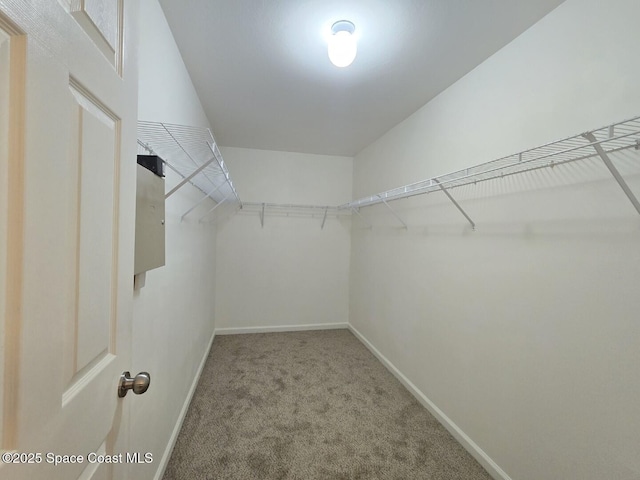 walk in closet with carpet flooring