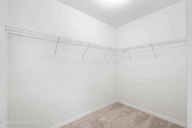 spacious closet featuring carpet