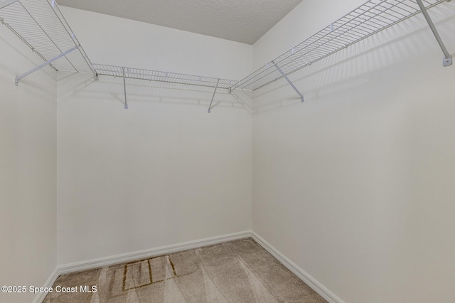 spacious closet featuring carpet floors