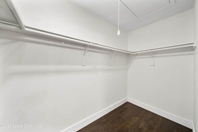 walk in closet with dark hardwood / wood-style floors