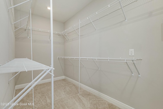 spacious closet featuring carpet flooring