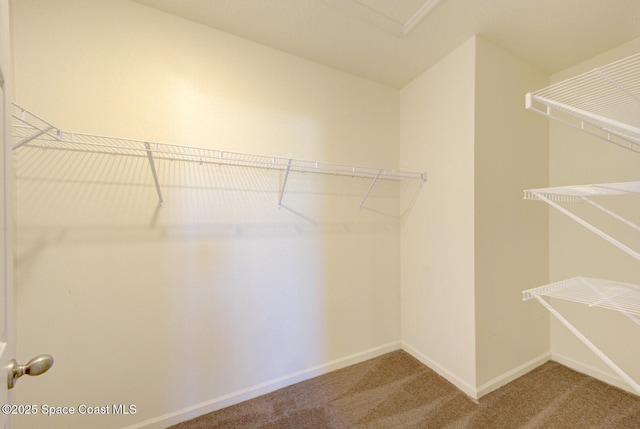 walk in closet with carpet floors