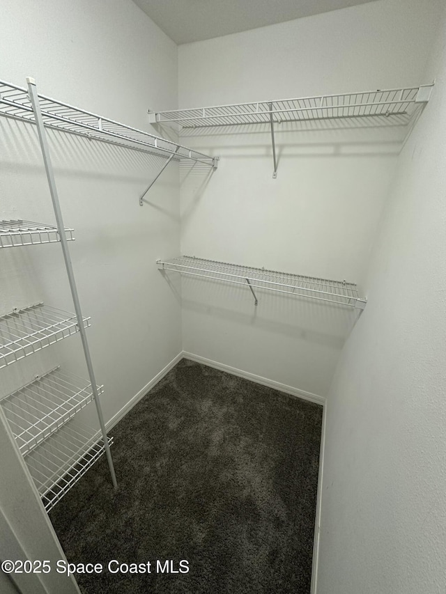 walk in closet with carpet floors