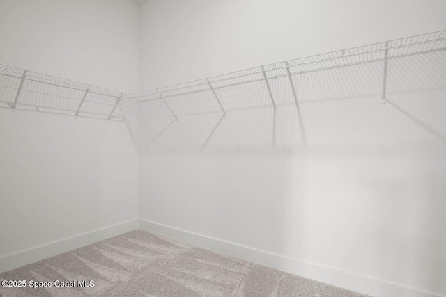 walk in closet with carpet floors