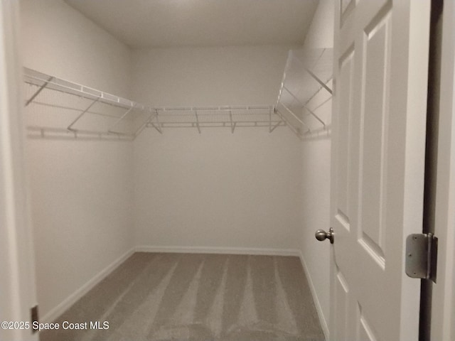 walk in closet featuring carpet floors