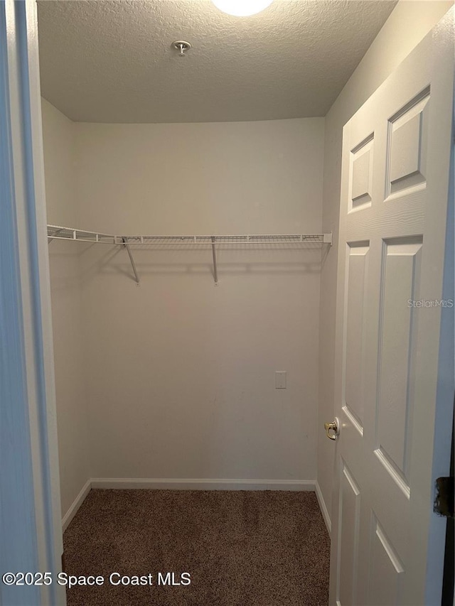 walk in closet featuring carpet flooring