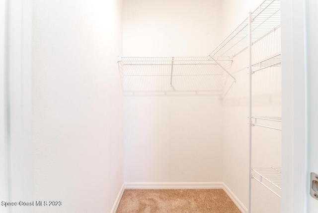 walk in closet featuring carpet floors