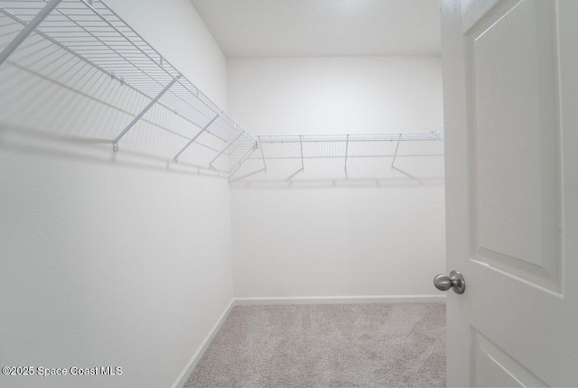 walk in closet featuring carpet floors