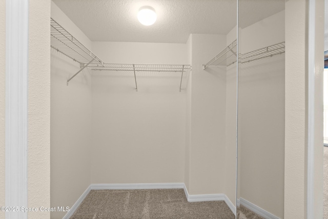 walk in closet featuring carpet floors