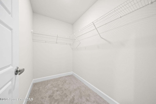 spacious closet featuring carpet floors