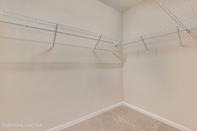 spacious closet featuring carpet floors