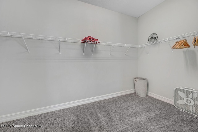 spacious closet featuring carpet flooring