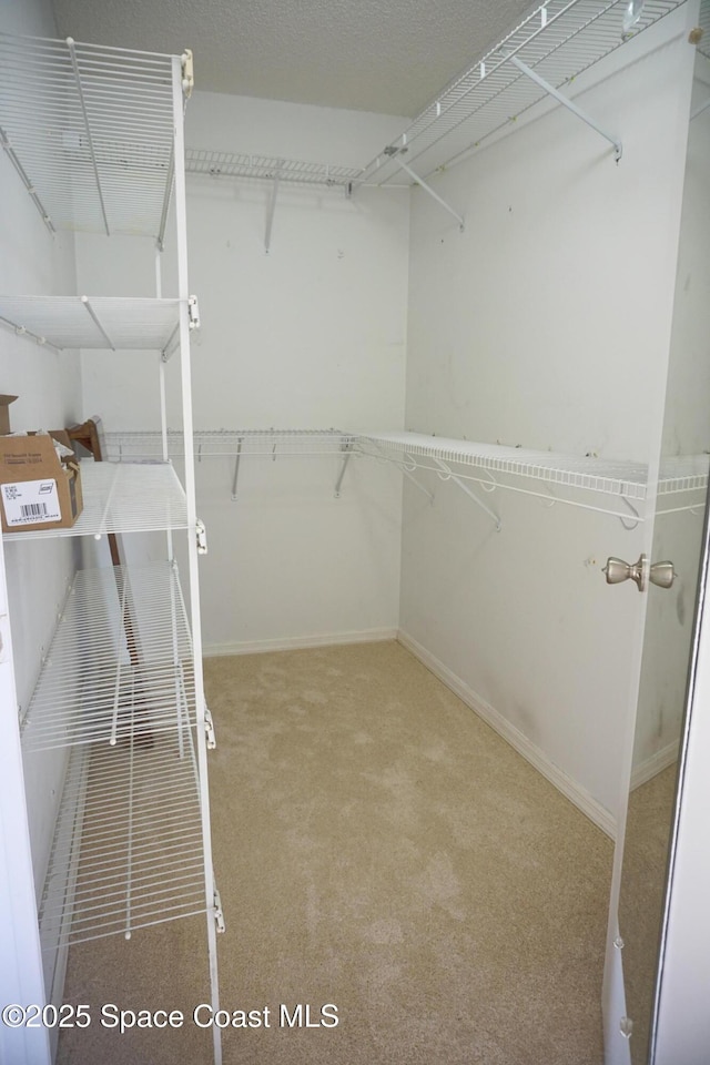 walk in closet with carpet flooring