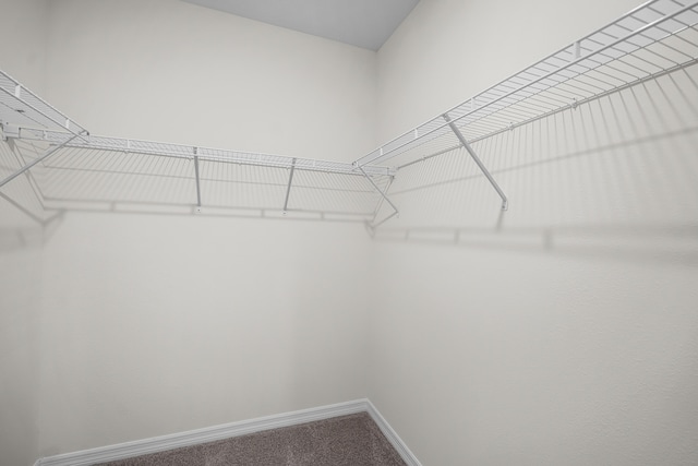 walk in closet featuring carpet floors