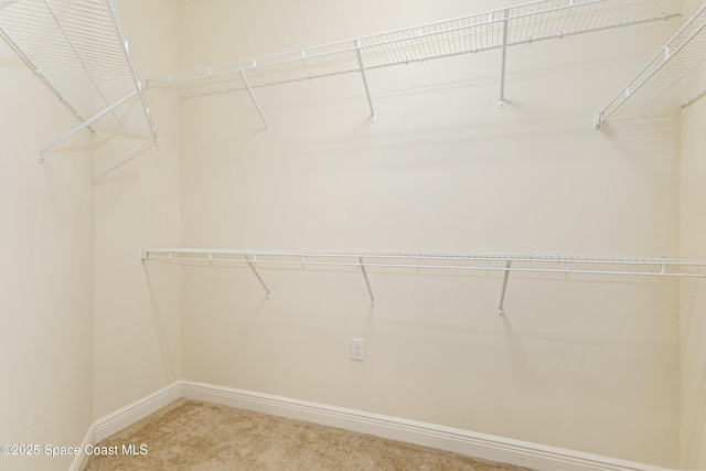 walk in closet with carpet flooring