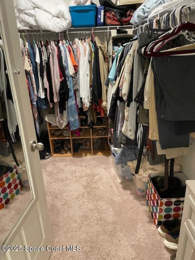 walk in closet featuring carpet flooring