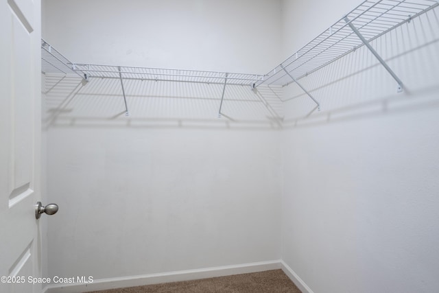 spacious closet featuring carpet flooring