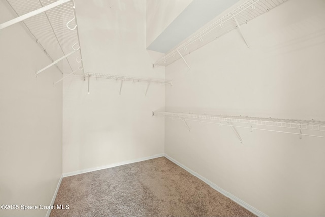 walk in closet featuring carpet floors