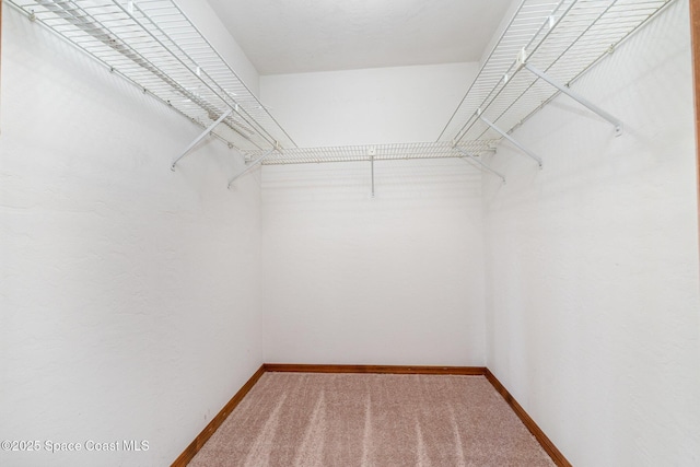 walk in closet featuring carpet flooring