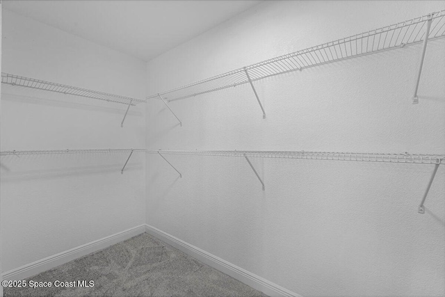 walk in closet with carpet flooring