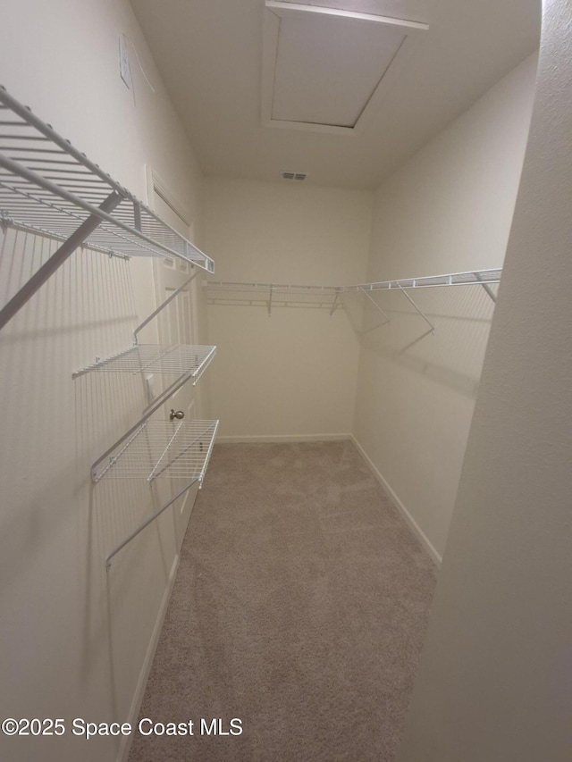 walk in closet featuring visible vents, carpet floors, and attic access