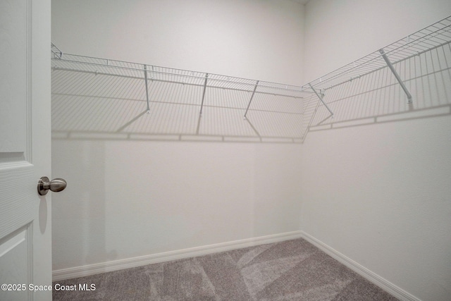 3150 Viridian Cir, Melbourne, FL 32904 - walk in closet featuring carpet