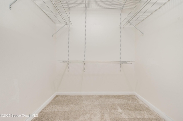 spacious closet with carpet flooring