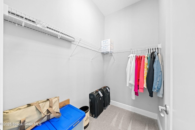 spacious closet featuring carpet