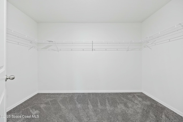 spacious closet featuring carpet floors