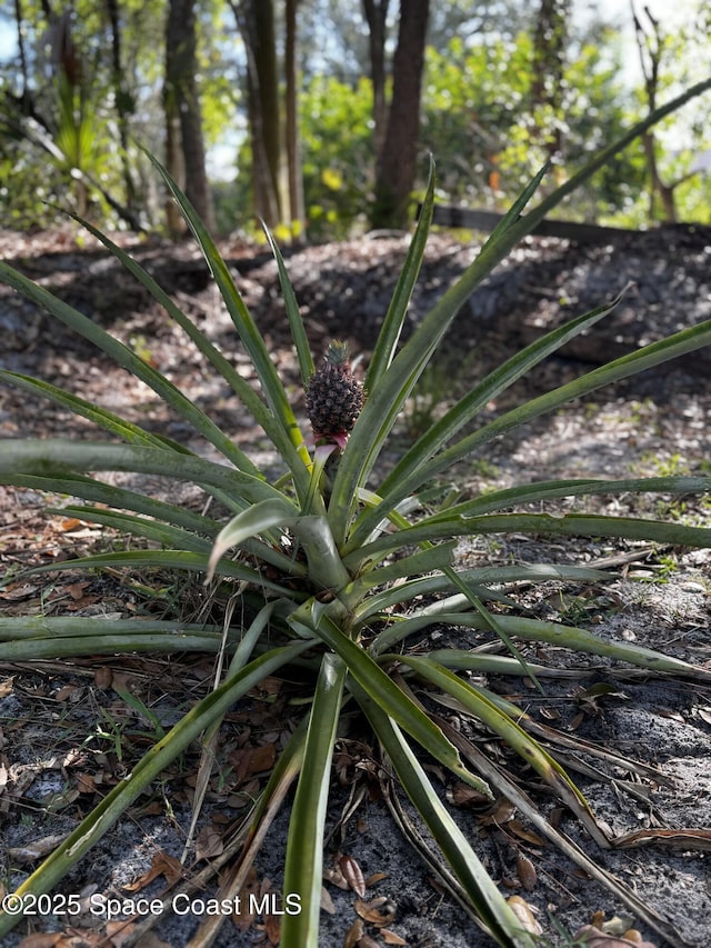 1435 Xavier Ave SE, Palm Bay, FL 32909 - view of local wilderness