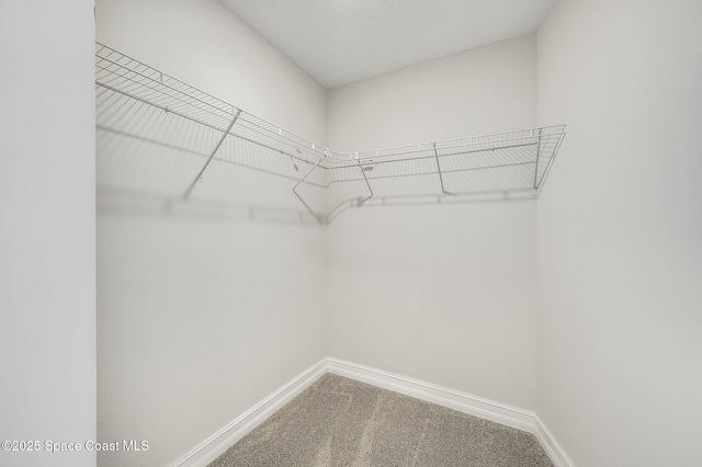 spacious closet featuring carpet floors