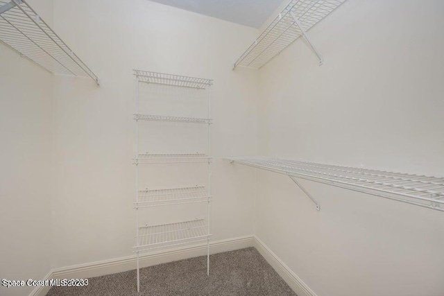 7667 N Wickham Rd Unit 903, Melbourne, FL 32940 - walk in closet featuring carpet flooring