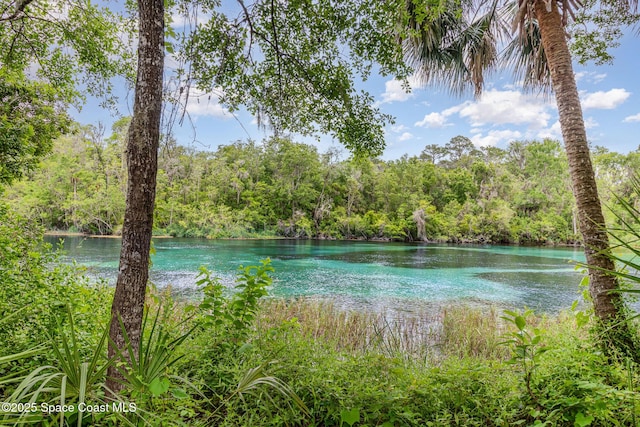 water view with a forest