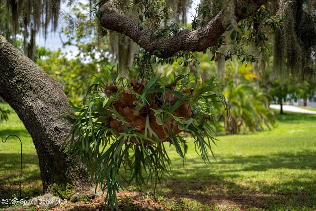 2280 Grove St, Titusville, FL 32796 - view of nature
