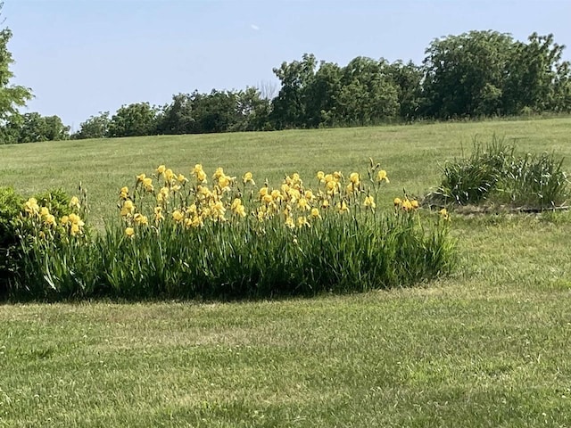 view of local wilderness