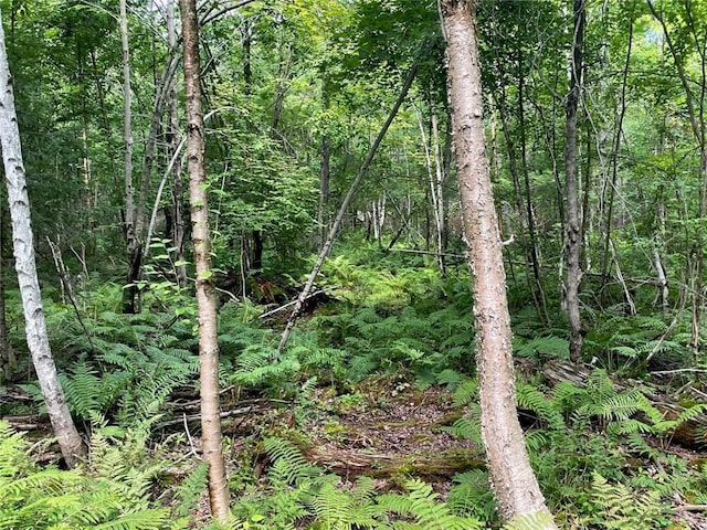 N2141 Pondell Ln, Bruce, WI 54819 - view of nature