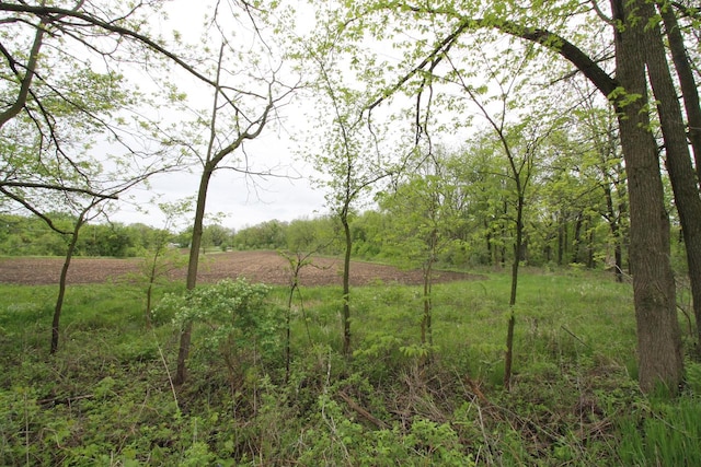 view of local wilderness