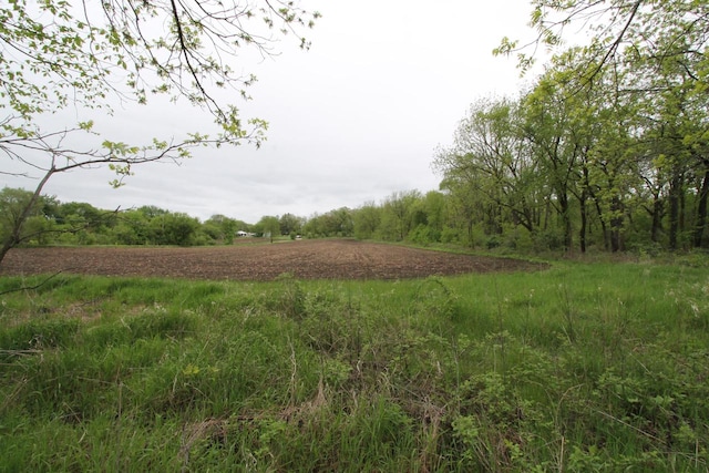 view of local wilderness