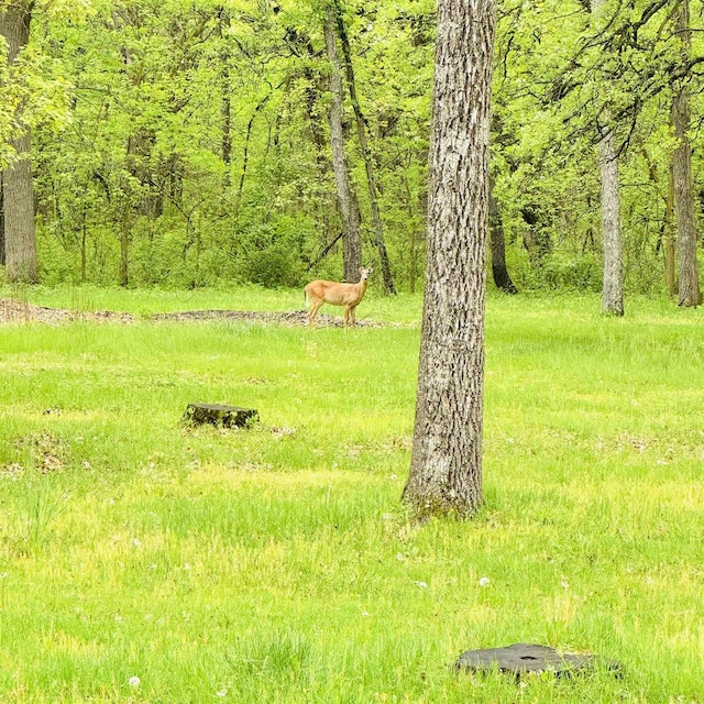 view of local wilderness