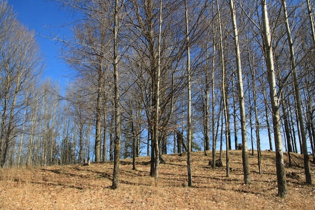 view of local wilderness